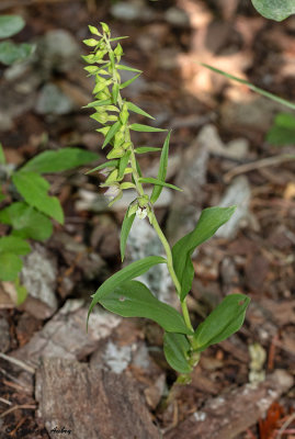 Epipactis distans