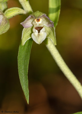 Epipactis distans