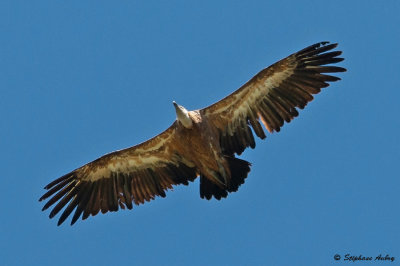 Griffon Vulture / Vautour fauve, Gyps fulvus, Suisse / 2022