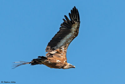 Vautour fauve, Gyps fulvus