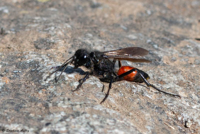 Gupe fouisseuse sp.