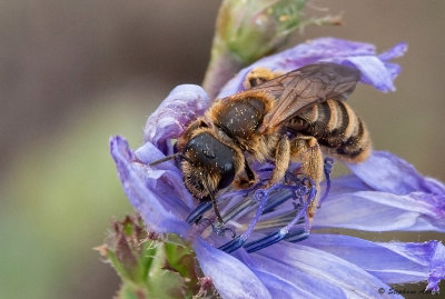 Apidae sp.