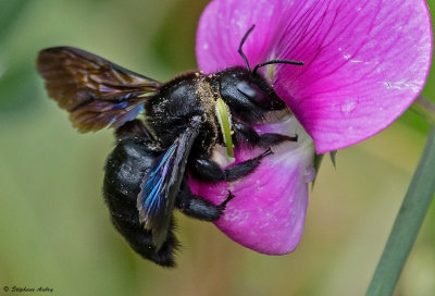 Xylocopa violacea