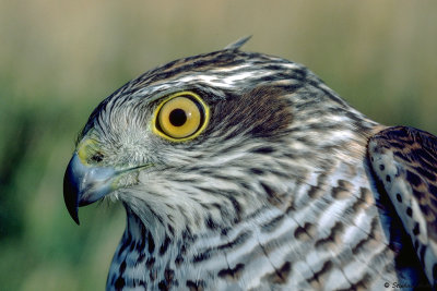 Epervier d'Europe, Accipiter nisus