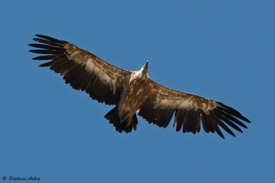 Vautour fauve, Gyps fulvus