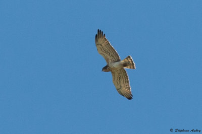 Circačte Jean-le-Blanc, Circaetus gallicus