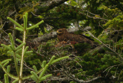 Aigle pomarin, Clanga pomarina