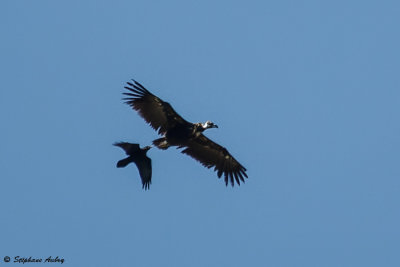 Black Vulture / Vautour moine, Aegypius monachus, Suisse / 2022
