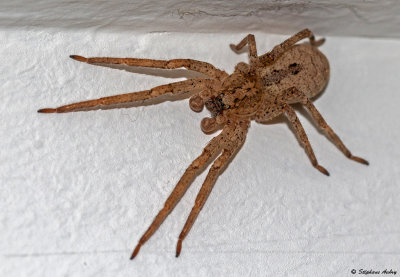 Tegenaria sp.