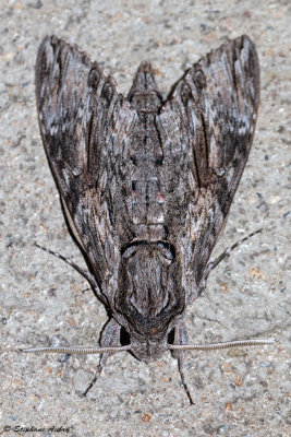 Sphinx du liseron, Agrius convolvuli 