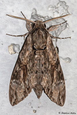 Sphinx du liseron, Agrius convolvuli 