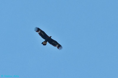 Aigle royal, Aquila chrysaetos