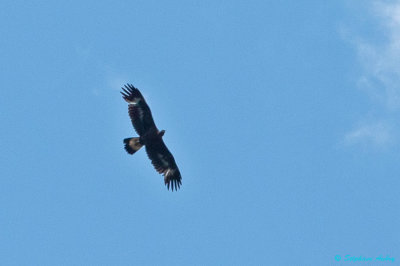 Aigle royal, Aquila chrysaetos