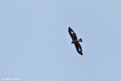 Aigle royal, Aquila chrysaetos