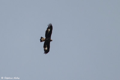 Aigle royal, Aquila chrysaetos