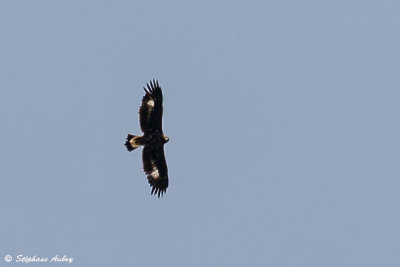 Aigle royal, Aquila chrysaetos