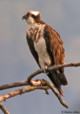 Balbuzard pcheur, Pandion haliaetus