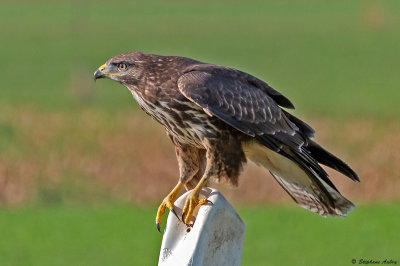 Buse variable, Buteo buteo