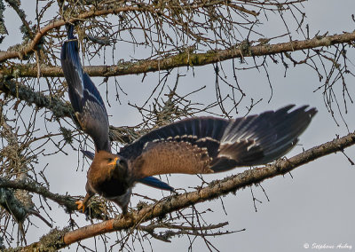 Aigle pomarin, Clanga pomarina