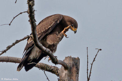 Aigle pomarin, Clanga pomarina