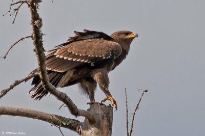 Lesser Spotted Eagle / Aigle pomarin, Clanga pomarina, Franche-Comt, F / 2022