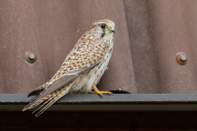 Faucon crécerelle, Falco tinnunculus