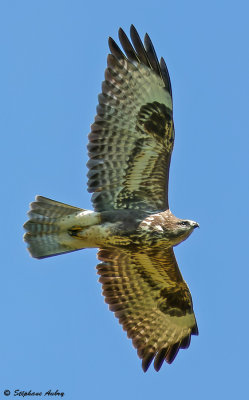 Buse variable, Buteo buteo