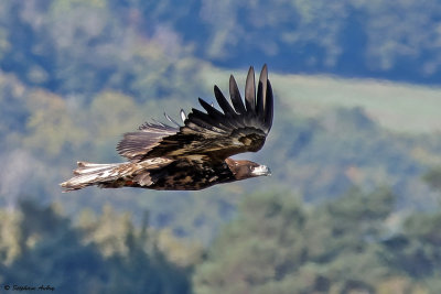 Pygargue à queue blanche, Haliaeetus albicilla