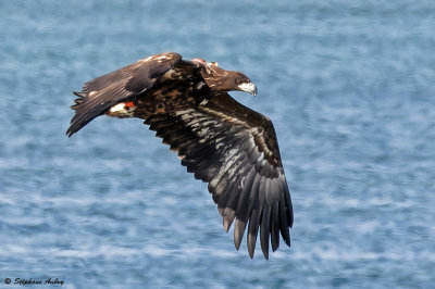 Pygargue  queue blanche, Haliaeetus albicilla