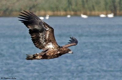 Pygargue à queue blanche, Haliaeetus albicilla