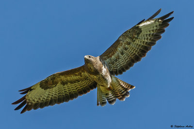 Buse variable, Buteo buteo