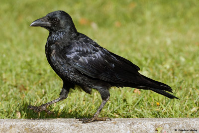 Corneille noire, Corvus corone