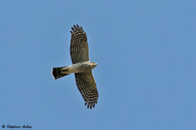 Epervier d'Europe, Accipiter nisus