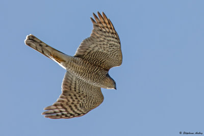 Epervier d'Europe, Accipiter nisus