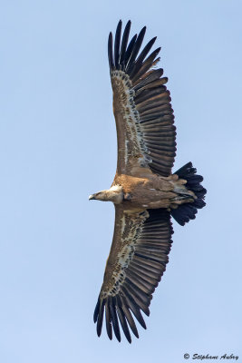 Vautour fauve, Gyps fulvus