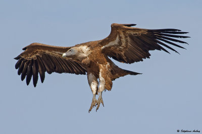 Griffon Vulture / Vautour fauve, Gyps fulvus, Extramadura, Espagne / 2022