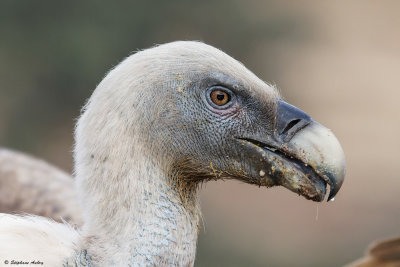 Griffon Vulture / Vautour fauve, Gyps fulvus, La Parrilla, Extramadura, E,  / 11.10.22