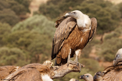 Vautour fauve, Gyps fulvus