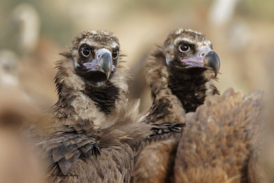 Black Vulture / Vautour moine, Aegypius monachus, Extramadura, Espagne / 2022