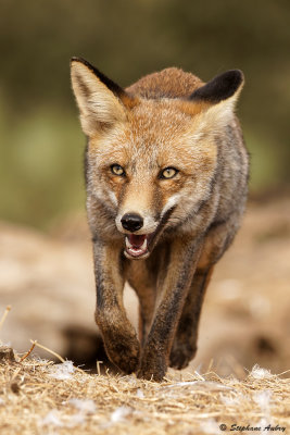 Renard roux, Vulpes vulpes