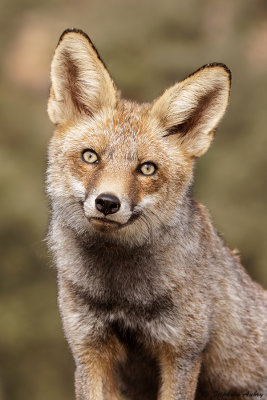 Renard roux, Vulpes vulpes