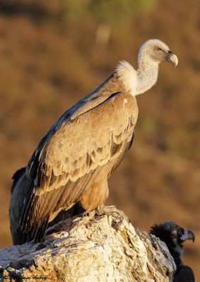 Vautour fauve, Gyps fulvus