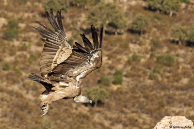 Vautour fauve, Gyps fulvus