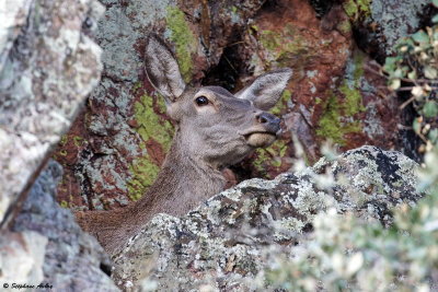 Cerf laphe, Cervus elaphus