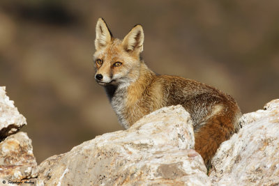 Renard roux, Vulpes vulpes