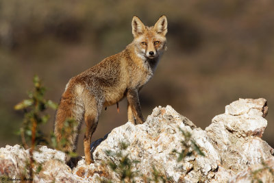 Renard roux, Vulpes vulpes