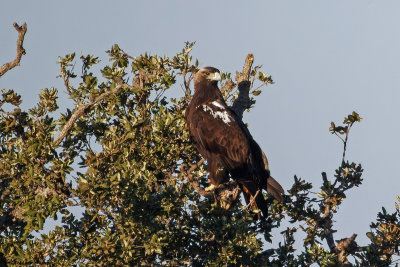 Aigle ibrique, Aquila adalberti