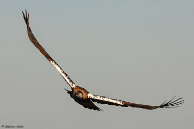 Aigle ibrique, Aquila adalberti