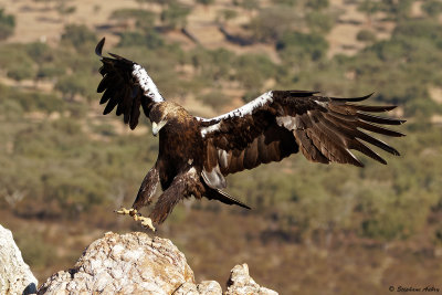 Aigle ibrique, Aquila adalberti