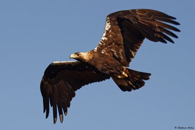 Aigle ibrique, Aquila adalberti